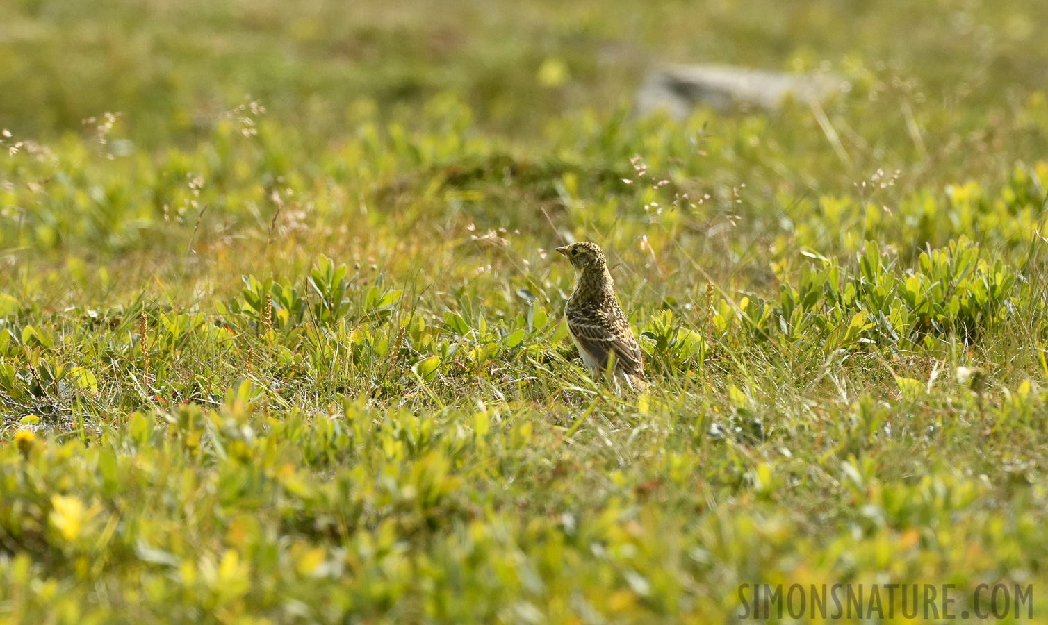 Eremophila alpestris alpestris [400 mm, 1/3200 sec at f / 8.0, ISO 1600]